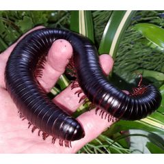 Archispirostreptus gigas XXL - Riesiger Tausendfüßler