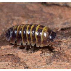 Armadillidium spec. 'Casteldaccia' - 10 Stück