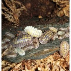 Armadillidium granulatum 'Zitrone