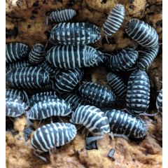 Armadillidium maculatum - Starterkolonie