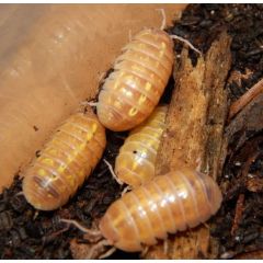 Armadillidium sp. Albino - Starterkolonie