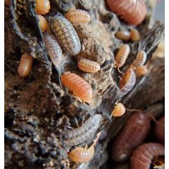 Armadillidium sp. Santa Lucia - 12 Stück