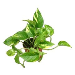 Scindapsus aureus 'Fotos