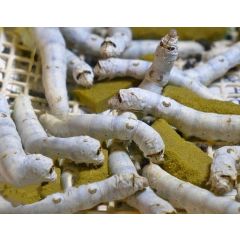 Dosis 15 Seidenraupenlarven + Futter