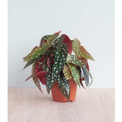 Begonia Maculata Wightii