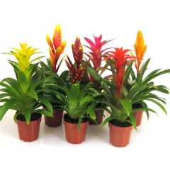 Bromelien-Mix