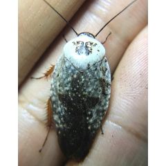 Gyna caffrorum 10 Stück - 'Chromschabe