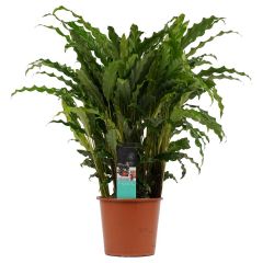 Calathea rufibarba 'Blaugras'