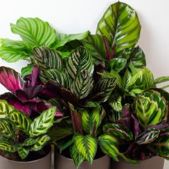 Calathea sp.