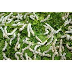 Mittlere Seidenraupen - 500 Stück