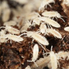 Collemboli sp. Ghana - Große Collemboli-Arten