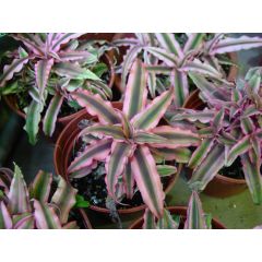 Cryptanthus Rosa Starlight