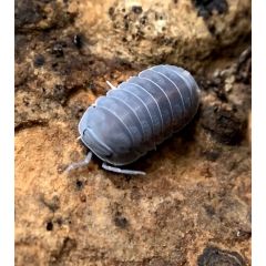 Cubaris murina 'Borneo' - 12 Stück