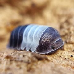 Cubaris spec. 'Pandakönig' - 1 Stück