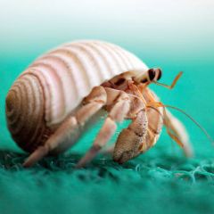 Coenobita cavipes - Medi