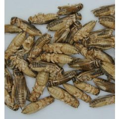 Gefrorene Schwalbengrillen - 400gr.