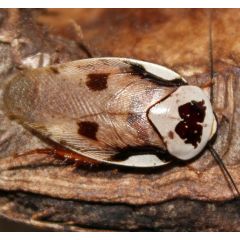 Gyna Centurio 10 Stück