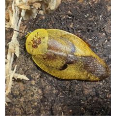 Gyna lurida 10 Stück - 'Porzellankakerlake