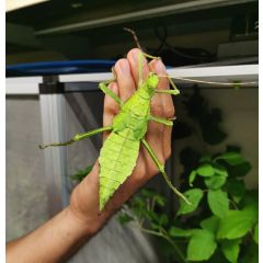 Heteropteryx dilatata - Malaysia Riesen-Phasmide