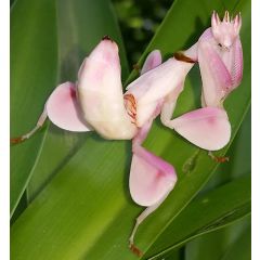 Hymenopus Coronatus - Orchideenschrecke