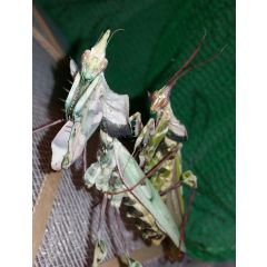 Idolomantis Diabolica
