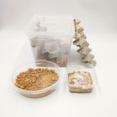 Honigkamel-Zuchtset + Nest