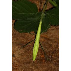 Paramenexenus laetus