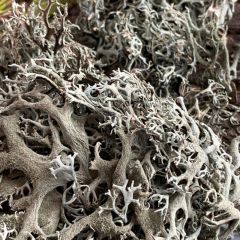 Natürliche Flechte 30gr - 1 Liter