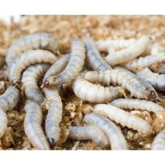 Wax Food - Zuchtfutter für Honigkäfer