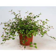 Mühlenbeckia complexa