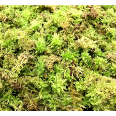 Lebendes Sphagnum-Moos