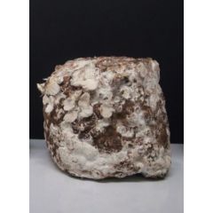 Mushroom Block 1000ml - Wirbellose Spezialverstärker