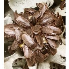 Nauphoeta cinerea - 20 Stück