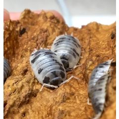 Porcellio laevis Dalmatiner - Starterkolonie