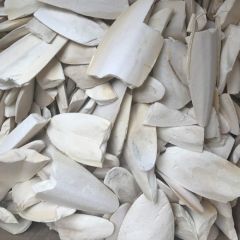 Calci Bone - Tintenfischknochen 2 Stück