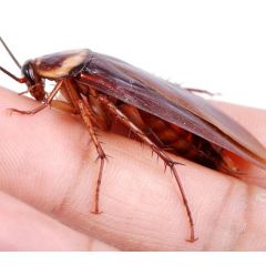 Periplaneta americana - Blatta americana 50 Stück