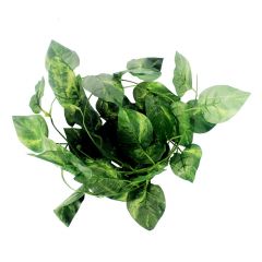 Dr.Raptor Fotos Rebe - 2 Meter