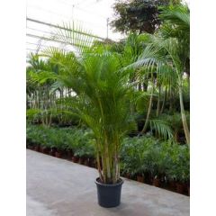 Chrysalidocarpus lutescens Palme