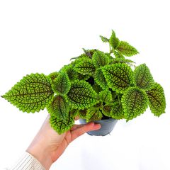 Pilea Mondtal