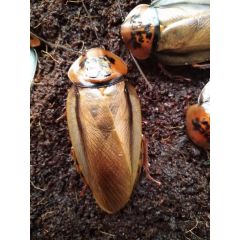 Eublaberus posticus - 10 Stück