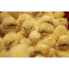 Gefrorene Küken - Karton 10 Kg.