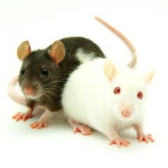 Ratten Small (30-50gr) - 10 Stück