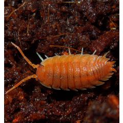 Porcellio Laevis SUPER ORANGE - Starterkolonie