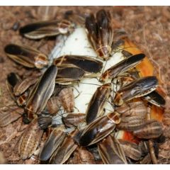 Schultesia lampyridiformis 'Blatta lucciola' - 50 Stück