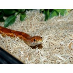 Dr.raptor Hanf 3.5kg - Hanfsubstrat