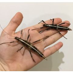 Sungaya Inexpectata - Sungay Stabheuschrecke