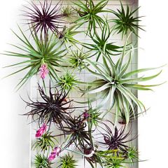 Tillandsia sp. Mix 1 Pflanze