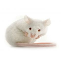 Erwachsene weiße Mäuse - 50 Stück