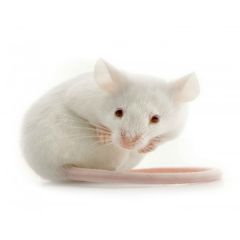 Springer Ratten - 50 Stück