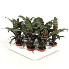 Bromelia Vriesea 'Era' Wald